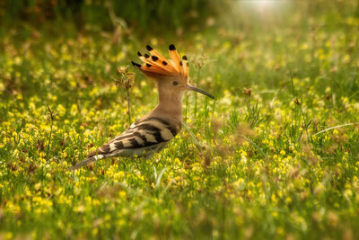 Hoopoe 1
