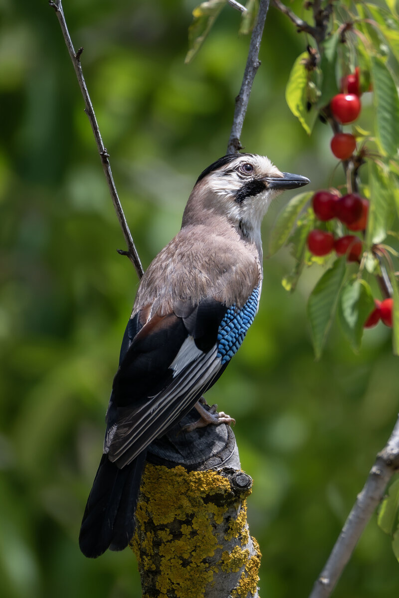 A Jay