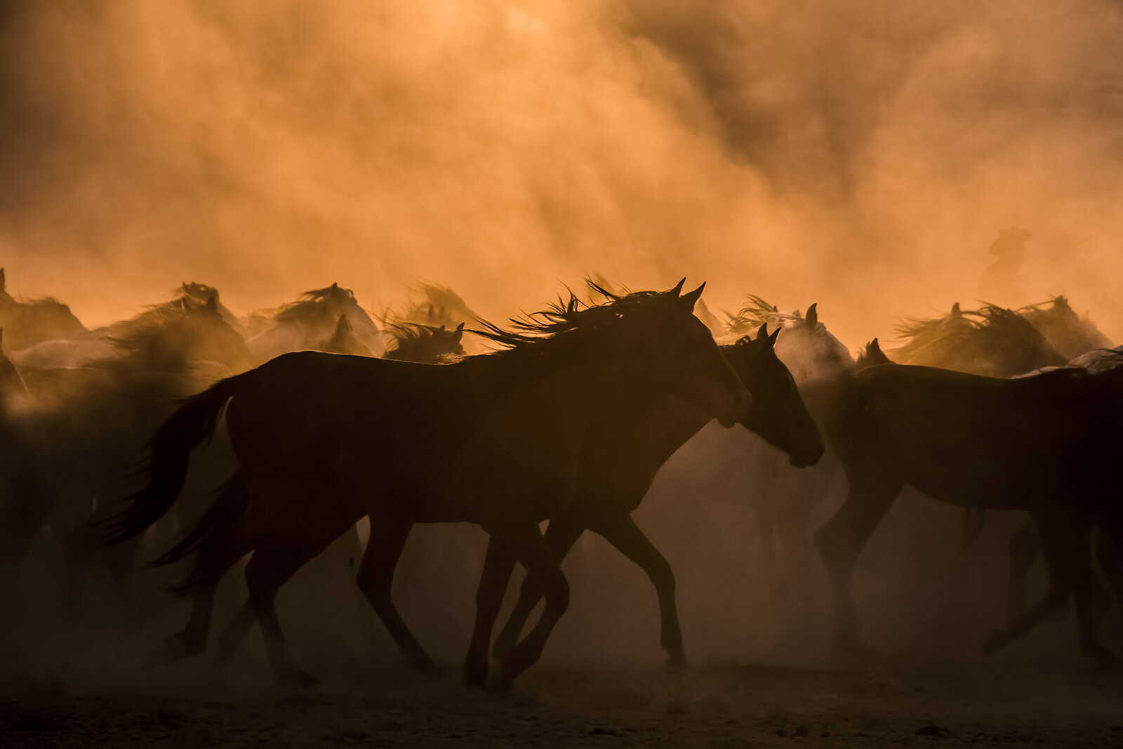 Horses In Sunset 