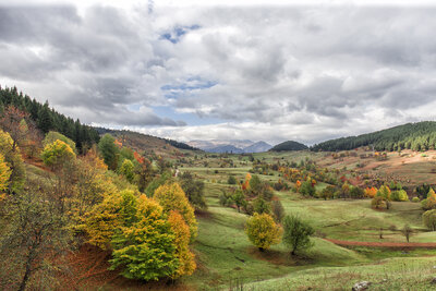 Autumn And Sheep