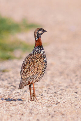 Black Francolin