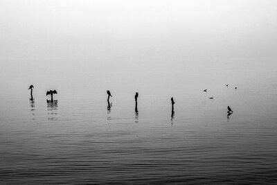 Cormorants