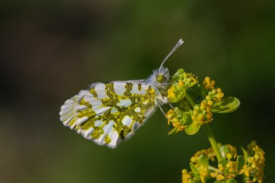 Euchloe Ausonia
