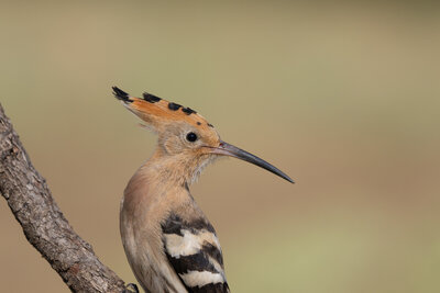 İbibik ( Upupa Epops )