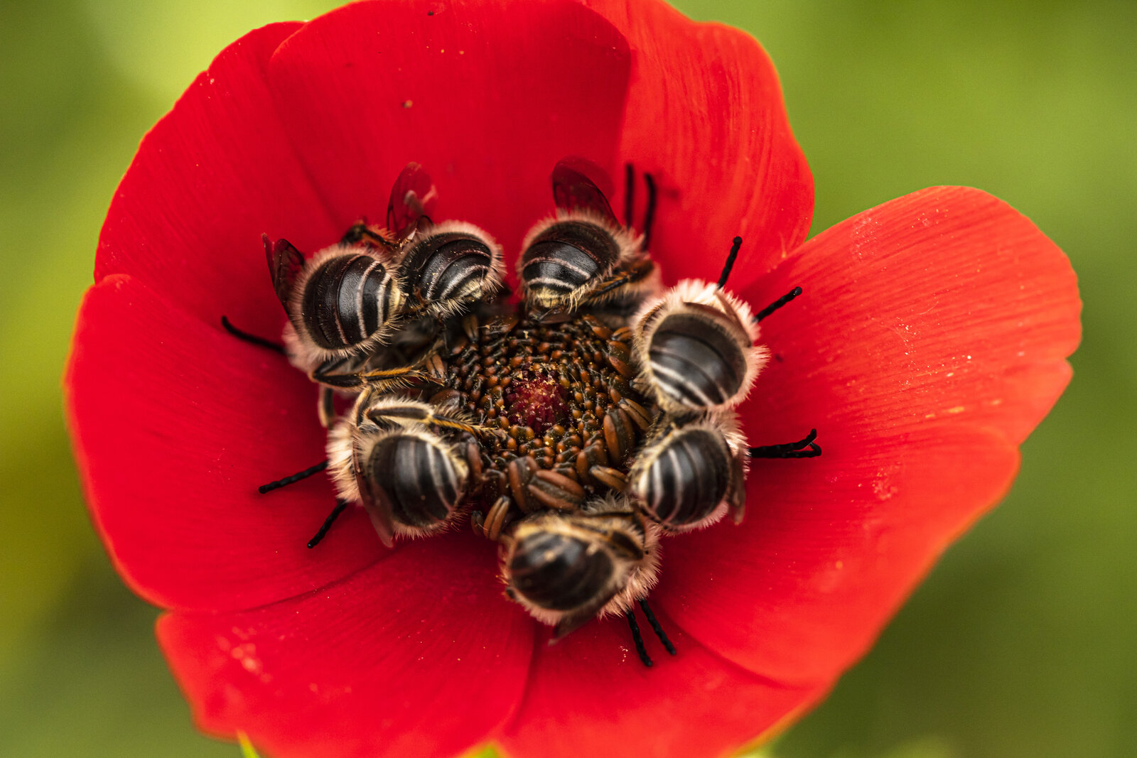 Geli̇nci̇kte Sobe Arilar