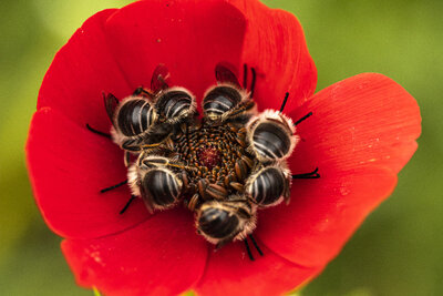 Geli̇nci̇kte Sobe Arilar