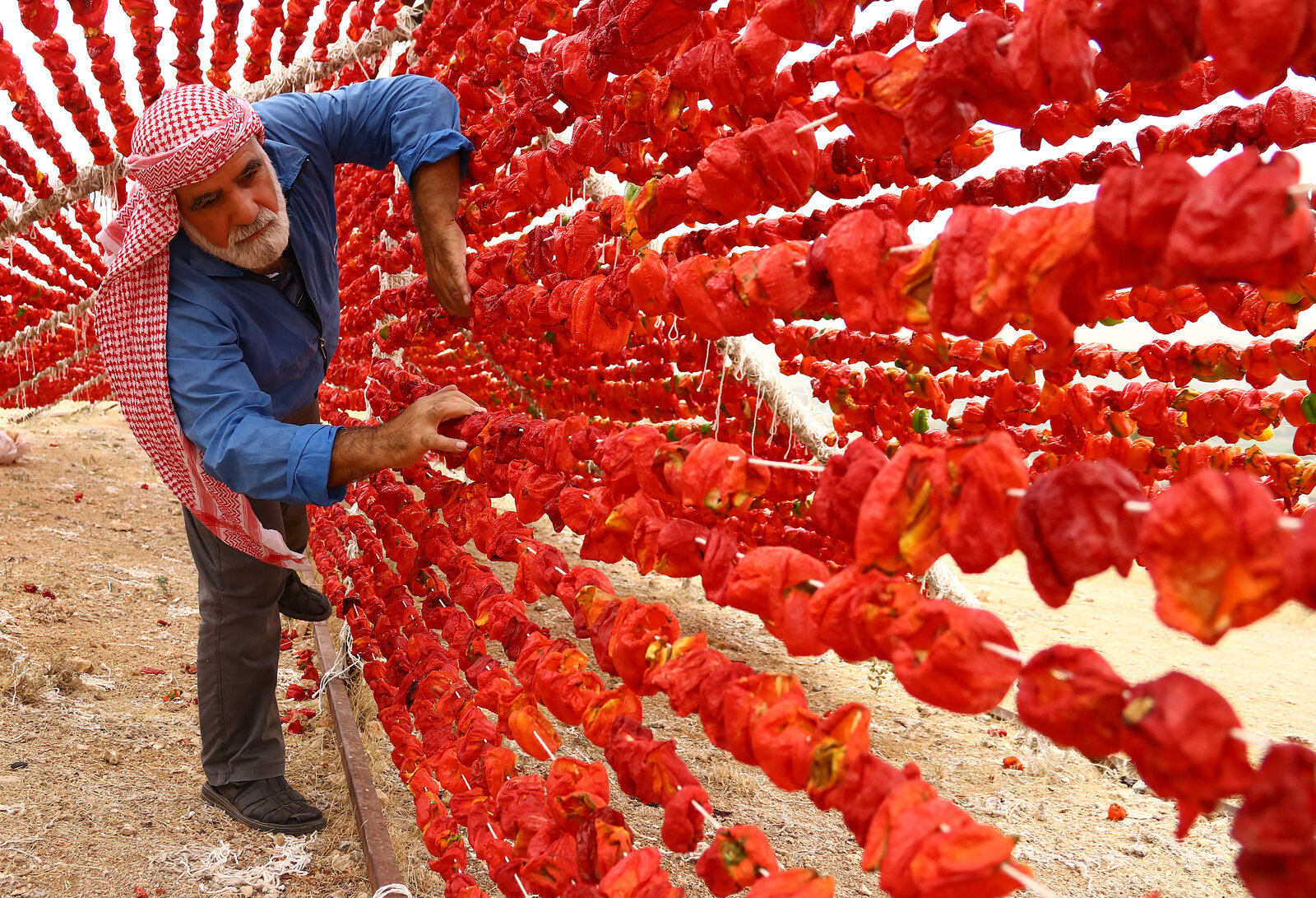 Gaziantep Biber Kurutma