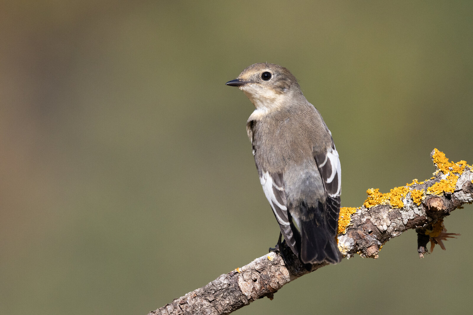Halkalı Sinekkapan ( Ficedula Albicollis )