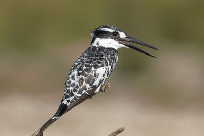  Alaca Yalıçapkını ( Ceryle Rudis )