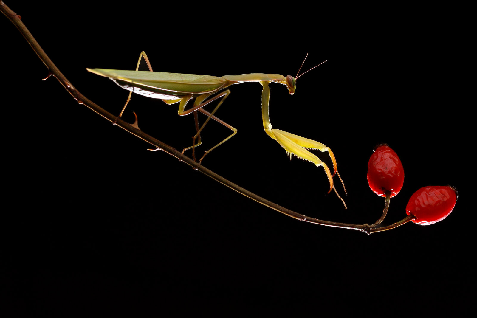 Avrupa Peygamberdevesi (Mantis Religiosa)