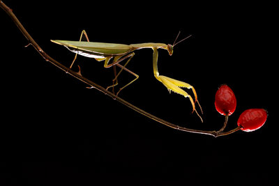 Avrupa Peygamberdevesi (Mantis Religiosa)