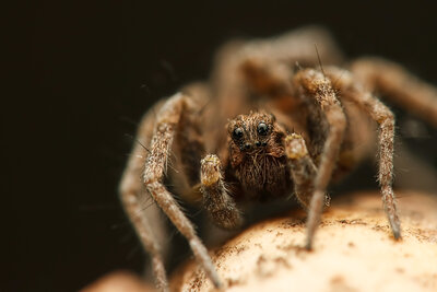 Kurt Örümceği (Lycosidae)