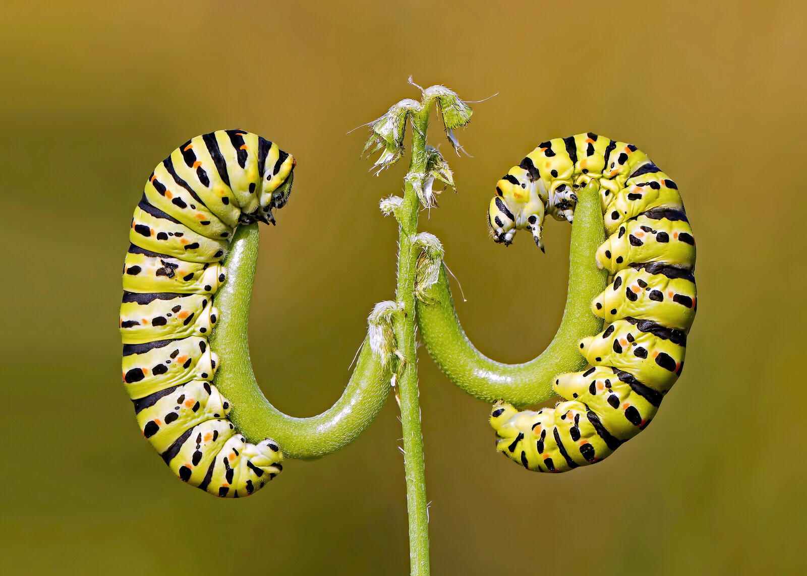 Kırlangıçkuyruk Kelebeği Tırtılları