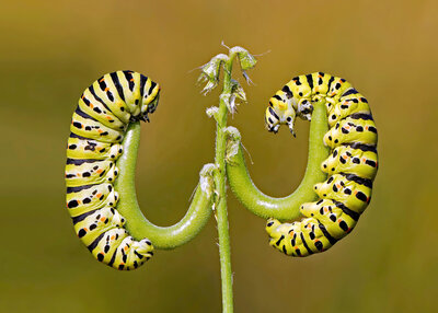 Kırlangıçkuyruk Kelebeği Tırtılları