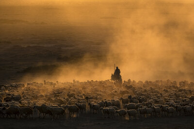 Herd