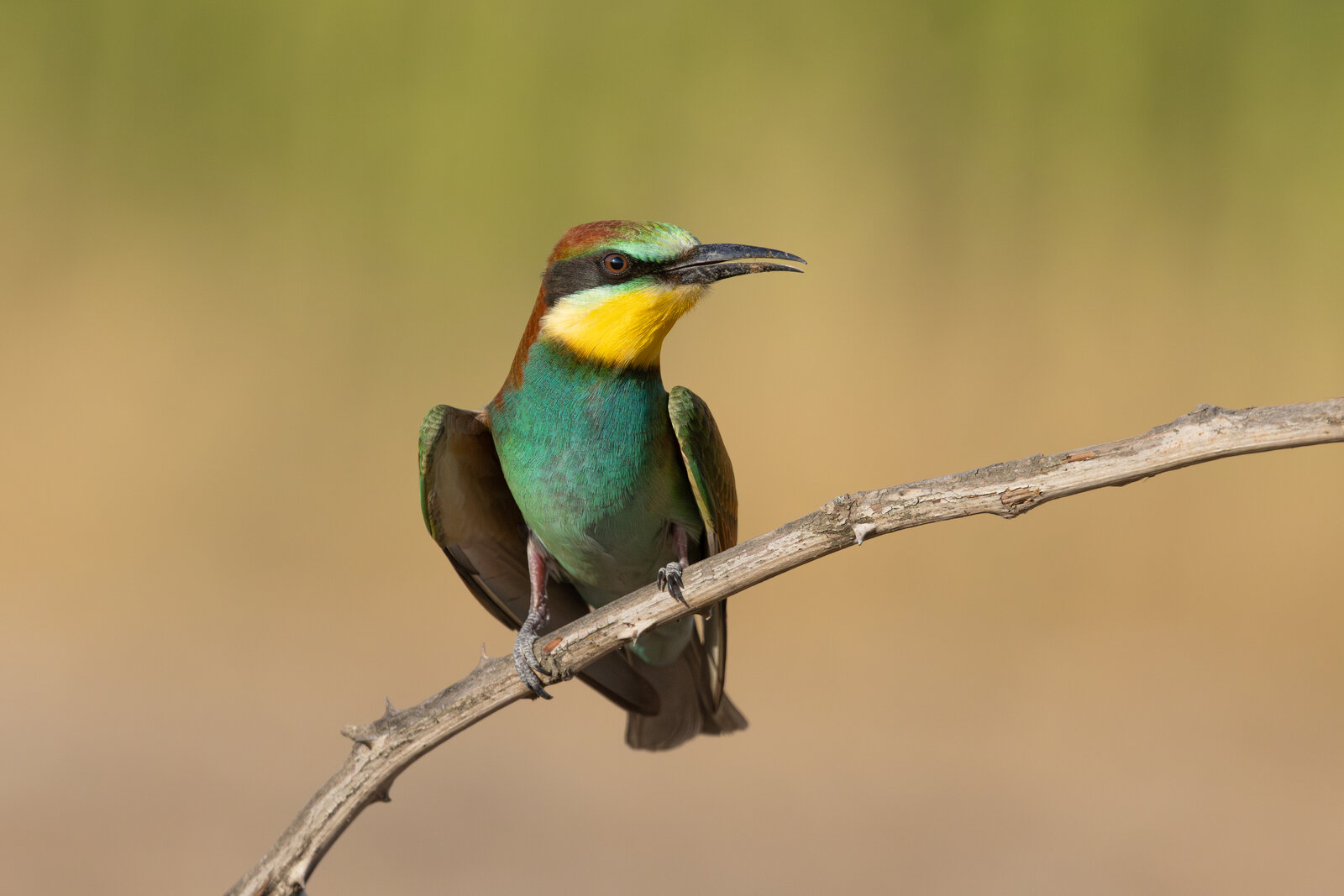 Arıkuşu ( Merops Apiaster )