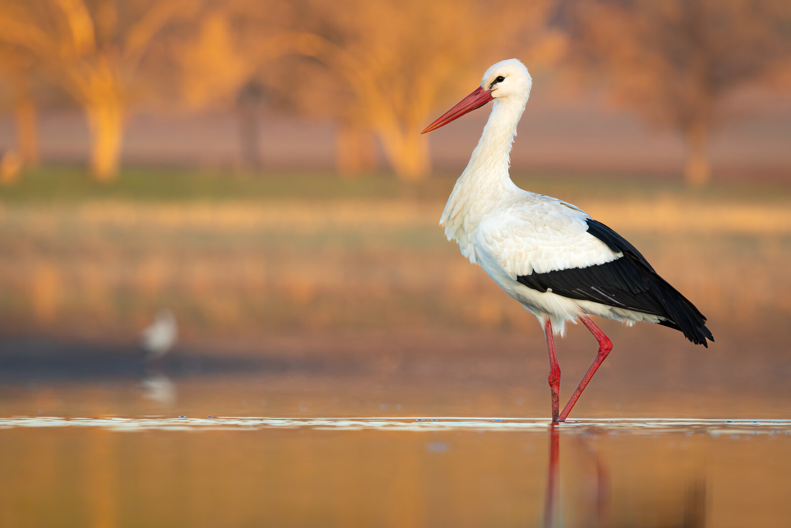 Leylek (Ciconia Ciconia )