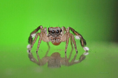 Sıçrayan (Zıplayan) Örümcek - Jumping Spiders - Hasarius Adansoni - Ankara
