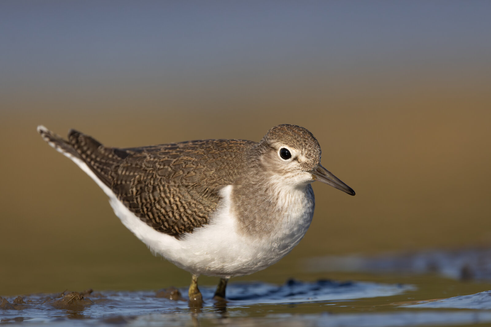 Dere Düdükçünü ( Actitis Hypoleucos )