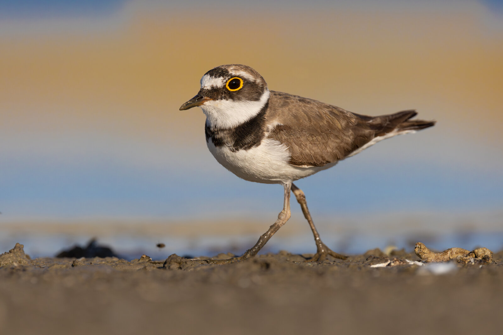 Halkalı Küçük Cılıbıt (Thinornis Dubius )
