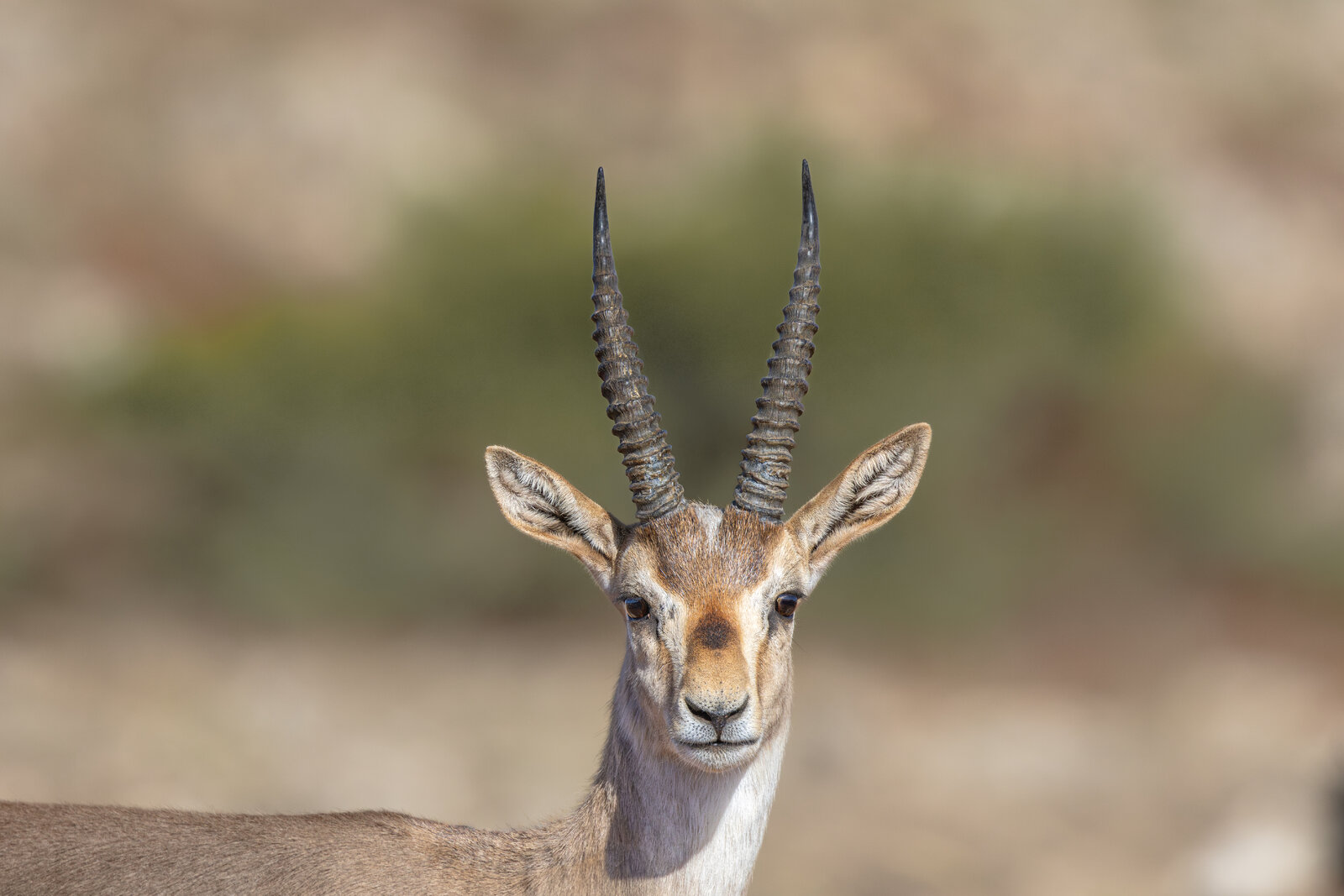 Hatay Dağ Ceylanı (Gazella Gazella )
