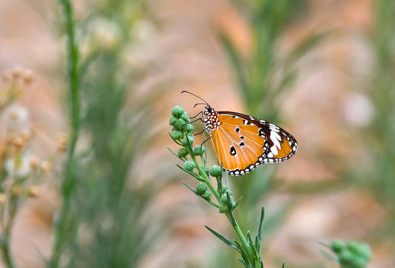Plain Tiger