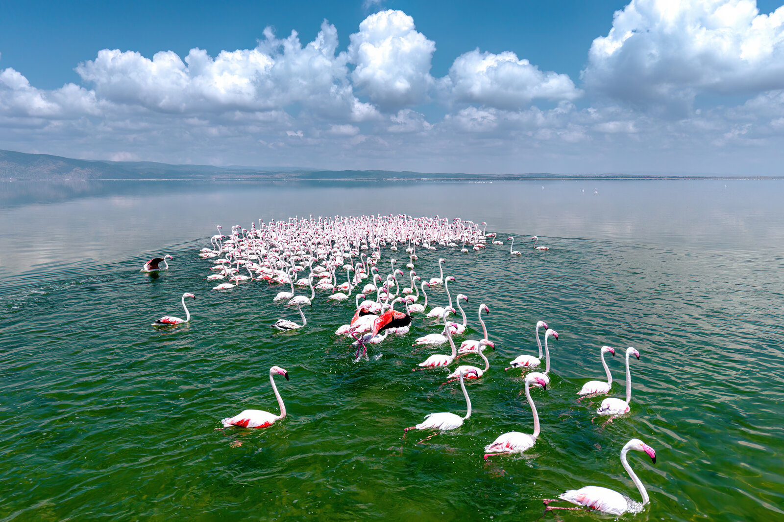 Flamingolar