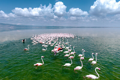 Flamingolar