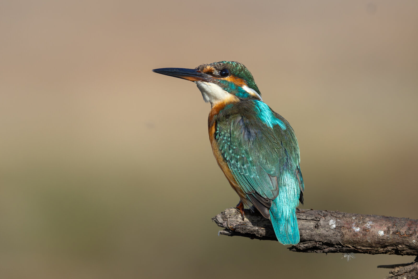 Yalıçapkını ( Alcedo Atthis )