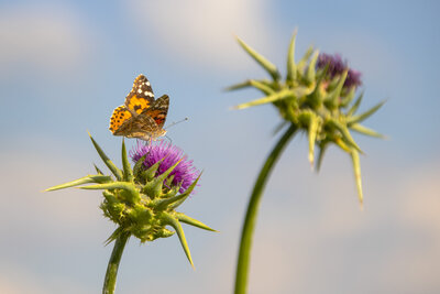 Devedi̇keni̇ Ve Kelebeği̇