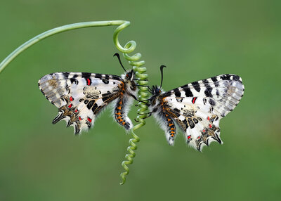 Orman Fisto Kelebeği