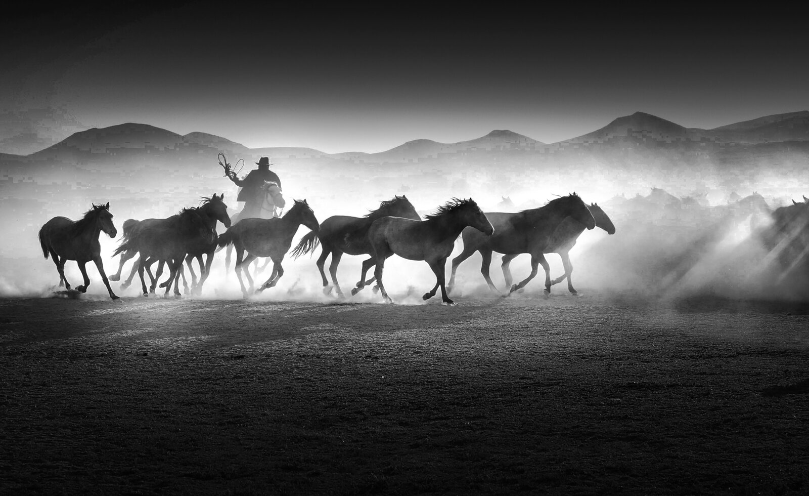 Fast Horses