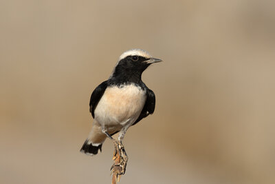 Ak Sırtlı Kuyrukkakan  ( Oenanthe Finschii )