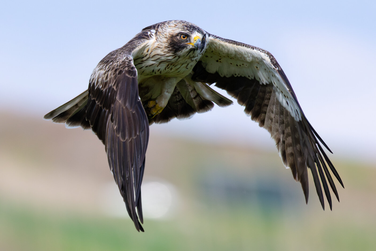 Küçük Kartal ( Hieraaetus Pennatus )