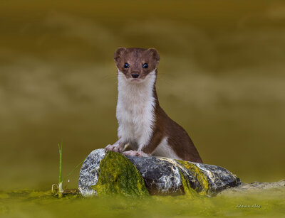 Gelincik (Mustela Nivalis) - Ankara