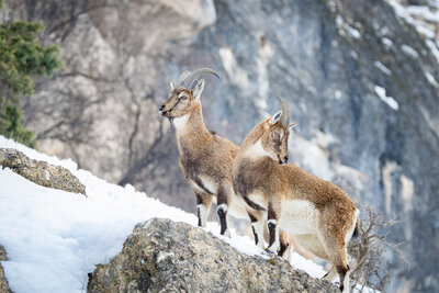 Yaban Keçisi (Capra Aegagrus)