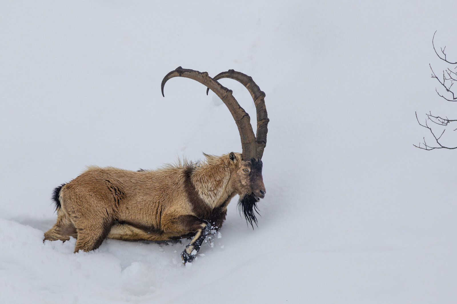 Yaban Keçisi (Capra Aegagrus)