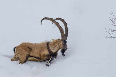 Yaban Keçisi (Capra Aegagrus)