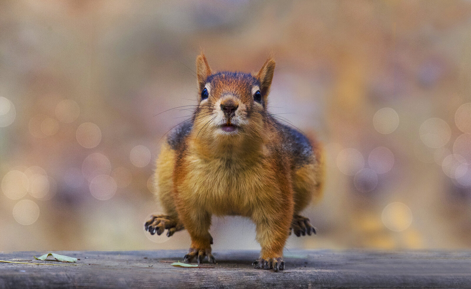 Anadolu Ağaç Sincabı (Sciurus Anomalus) - Sincan, Ankara
