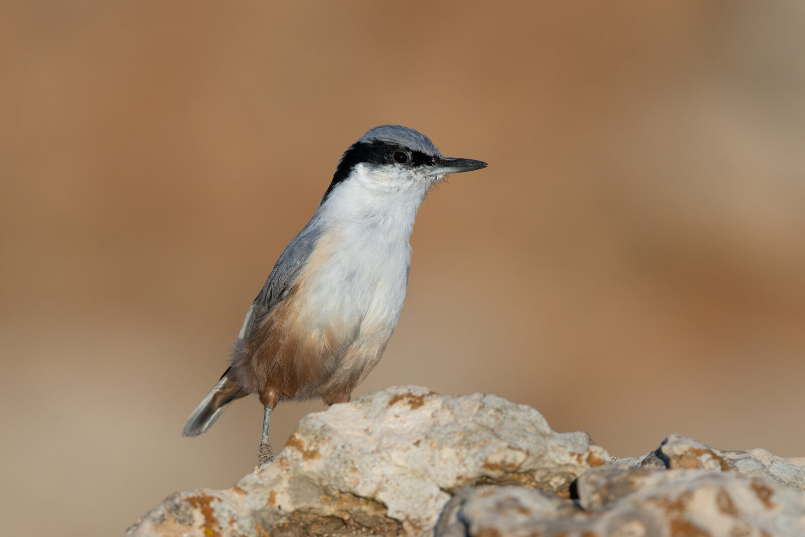 Büyük Kaya Sıvacısı  ( Sitta Tephronota )