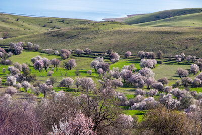 Baharda Açan Badem Çiçekleri 
