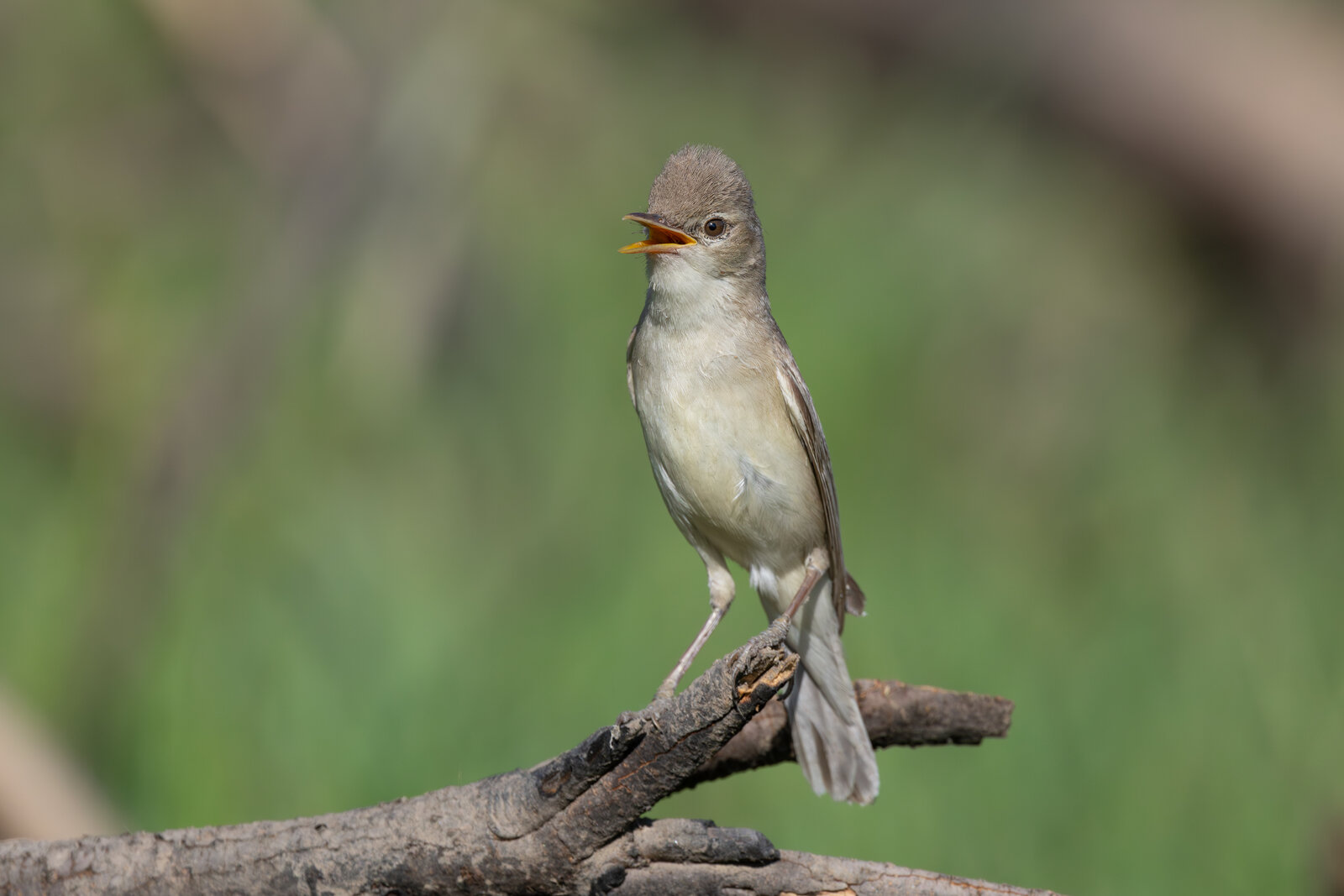 Ak Mukallit ( Iduna Pallida )