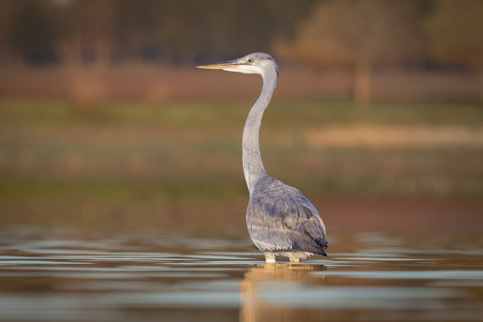 Gri Balıkçıl  (Ardea Cinerea )