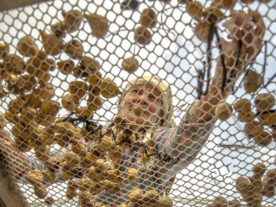 İncir Kurutan Nine