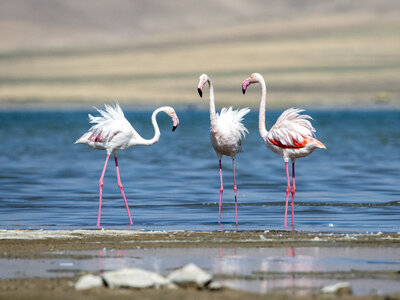 Flamingolar