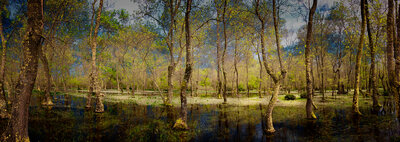 Galeriç Su Basar Ormanları Panorama