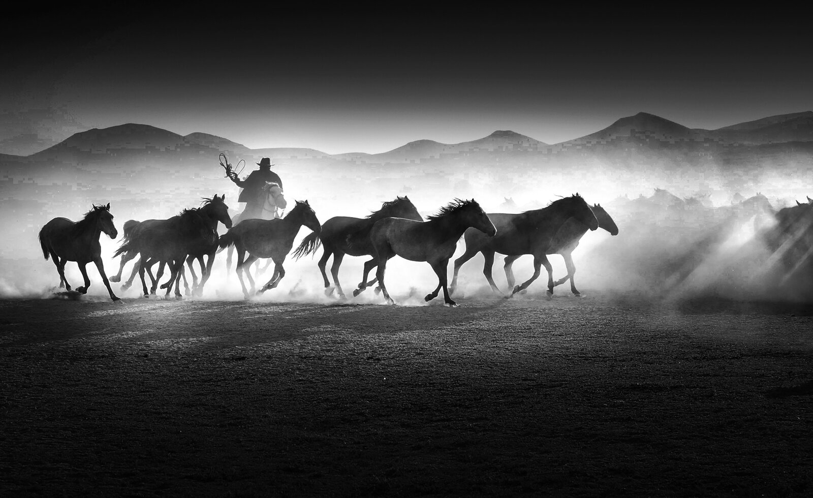Fast Horses