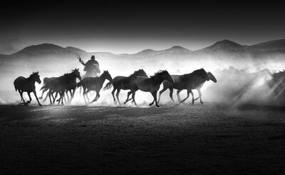 Fast Horses