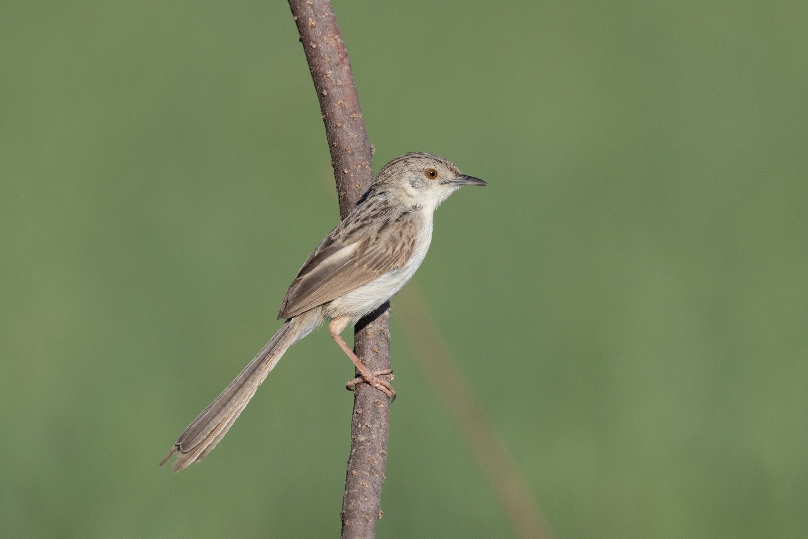 Asya Dik Kuyruklu Ötleğeni  ( Prinia Lepida )