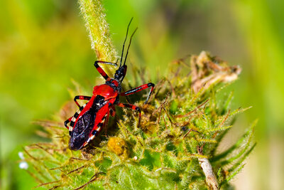Angry Killer Insect